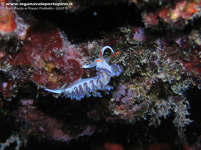 Porto Pino foto subacquee - 2007 - Nudibranco Cratena (Cratena peregrina)