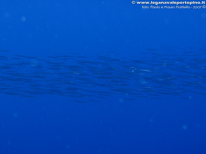 Porto Pino foto subacquee - 2007 - Branco di barracuda del Mediterraneo (Sphyraena viridensis), secca di Cala Piombo
