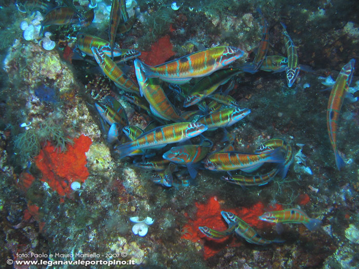 Porto Pino foto subacquee - 2007 - Donzelle Pavonine (Thalassoma Pavo)