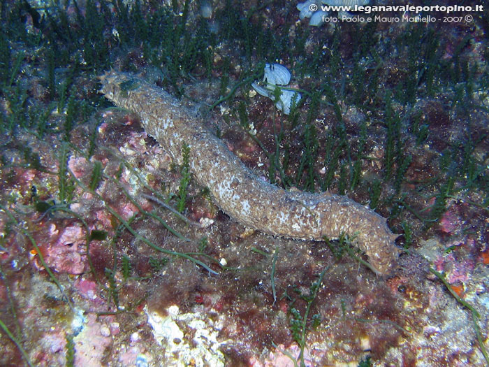 Porto Pino foto subacquee - 2007 - Grossa oloturia, o cetriolo di mare (Holoturia tubulosa) in mezzo all'alga Caulerpa a grappoli (Caulerpa racemosa)
