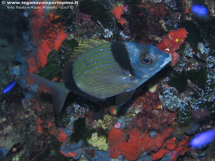 Porto Pino foto subacquee - 2007 - Sarago fasciato (Diplodus vulgaris)