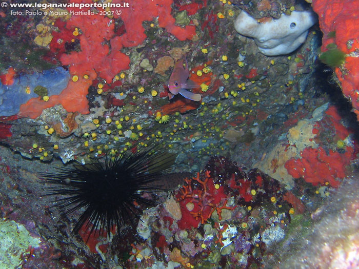 Porto Pino foto subacquee - 2007 - Riccio corona, madrepore gialle, castagnola rossa (Anthias anthias) etc.