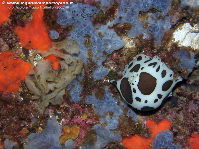 Porto Pino foto subacquee - 2007 - Nudibranco vacchetta di mare (Discodoris atromaculata) con uova (a sinistra) e varie spugne