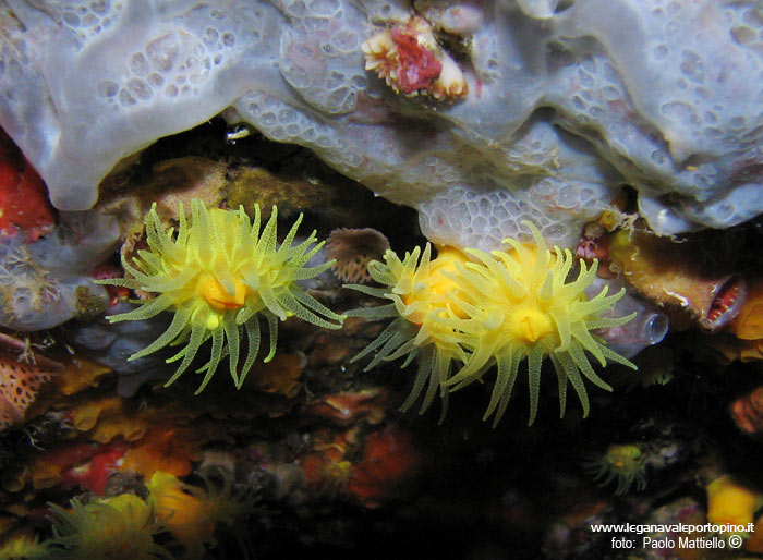 Porto Pino foto subacquee - 2005 - Tre magnifiche madrepore gialle (Leptopsammia pruvoti)