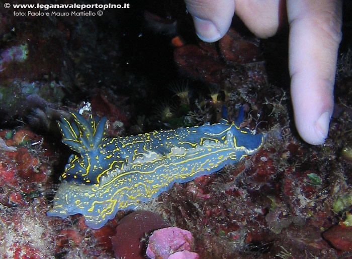 Porto Pino foto subacquee - 2006 - Nudibranco Hypselodoris picta, 10 cm