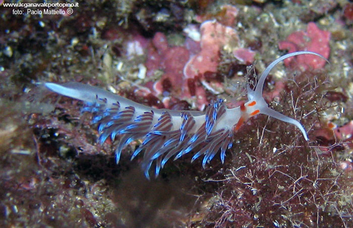 Porto Pino foto subacquee - 2005 - Nudibranco Cratena (Cratena Peregrina), 2-3 cm