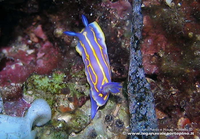 Porto Pino foto subacquee - 2006 - Nudibranco Cromodoride di Brito (Chromodoris britoi)