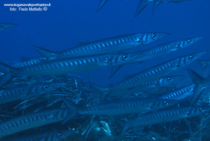 Porto Pino foto subacquee - 2005 - Branco barracuda del Mediterraneo (Sphyraena viridensis)