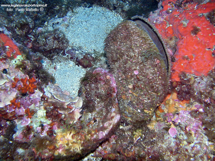 Porto Pino foto subacquee - 2005 - Pinna Nobilis (nacchera), con a sinistra un grosso coccio d'anfora romana incrostato; -28 m, secca di Cala Piombo