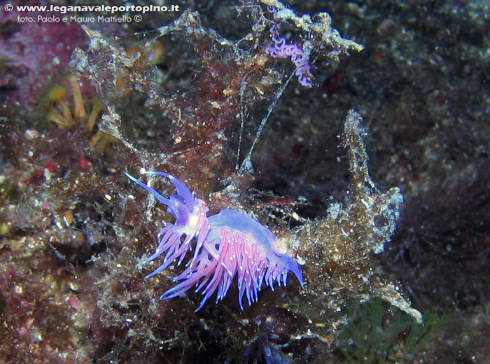 Porto Pino foto subacquee - 2006 - Nudibranco flabellina, con uova