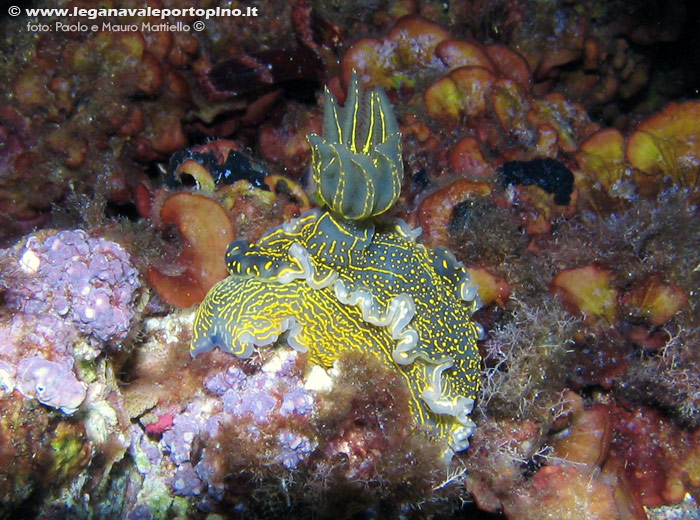 Porto Pino foto subacquee - 2006 - Due nudibranchi Hypselodoris picta