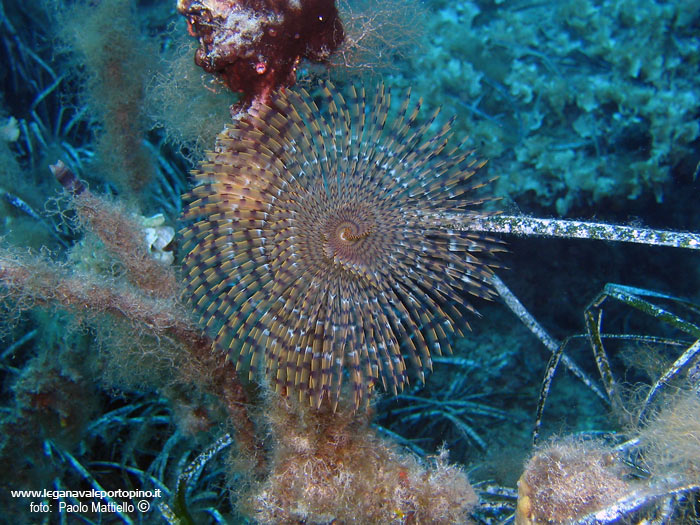 Porto Pino foto subacquee - 2005 - Verme policheta, Spirografo (Sabella spallanzani), 15 cm