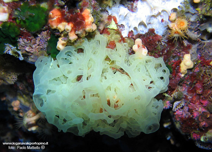 Porto Pino foto subacquee - 2005 - Magnifica spugna gialla a rete (Clathrina clathrus). Si notano inoltre varie magherite di mare aperte e chiuse (Parazonathus Axinellae) e la spugna spinosa (bianca)