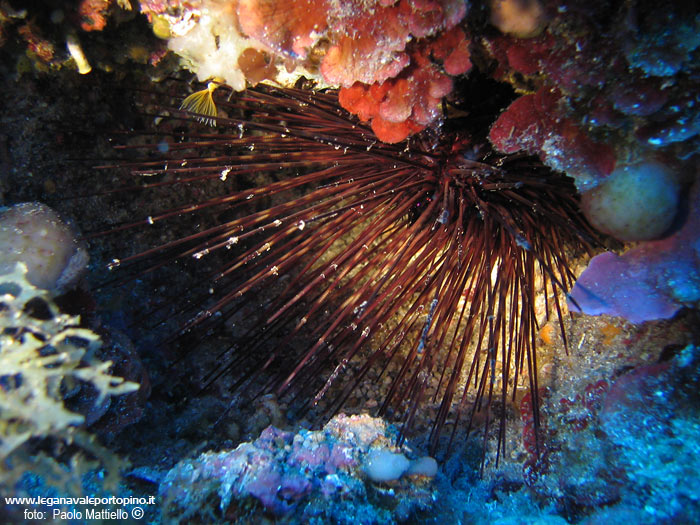 Porto Pino foto subacquee - 2005 - Riccio diadema, o corona, o a spine lunghe (Centrostephanus longispinus), 20 cm