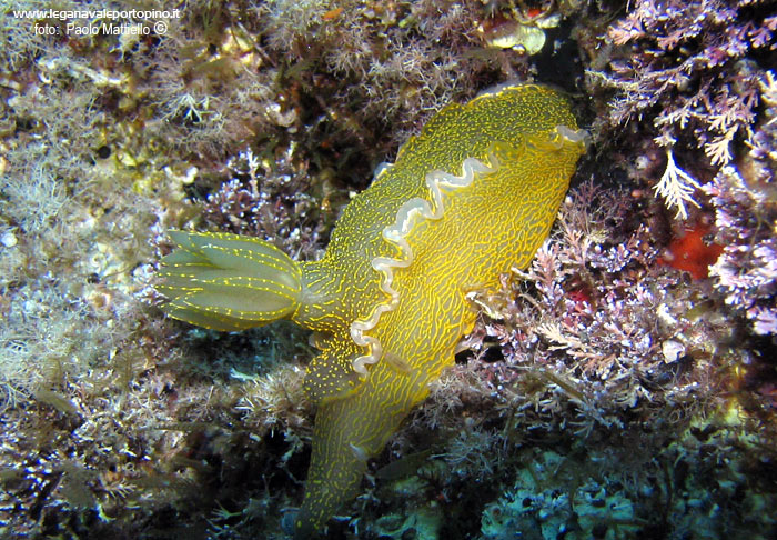 Porto Pino foto subacquee - 2005 - Nudibranco Hypselodoris picta, 10 cm