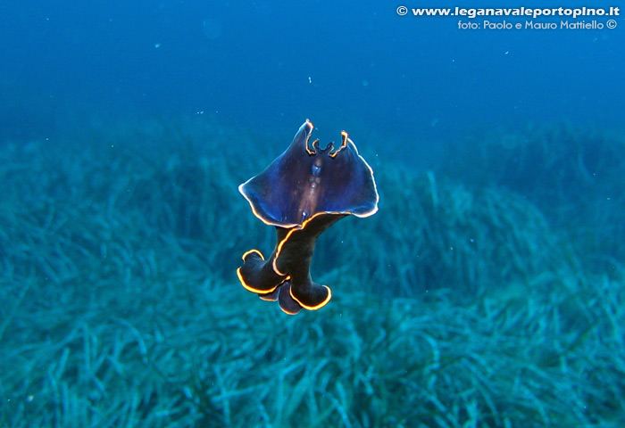 Porto Pino foto subacquee - 2006 - Verme platelminta (Pseudoceros ..?) in nuoto libero, presso P.Menga