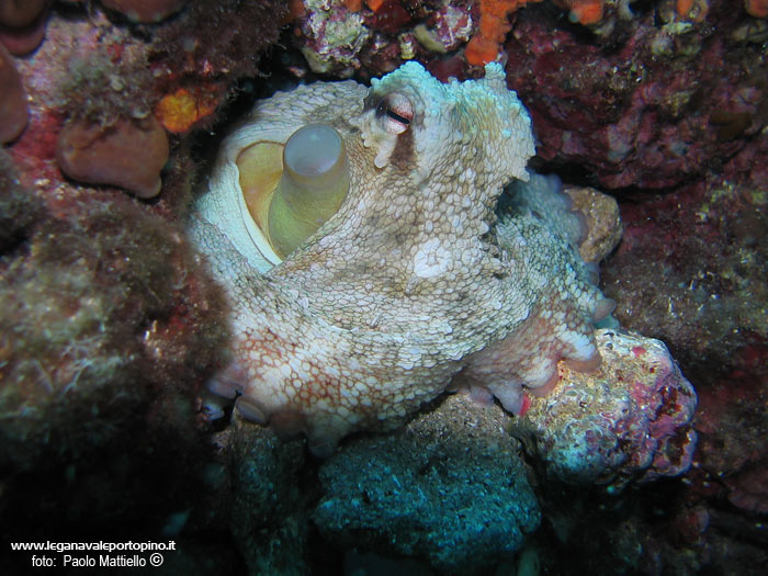 Porto Pino foto subacquee - 2005 - Grosso polpo (Octopus vulgaris). Si notino le pietre che tiene coi tentacoli, pronto a chiudere la tana