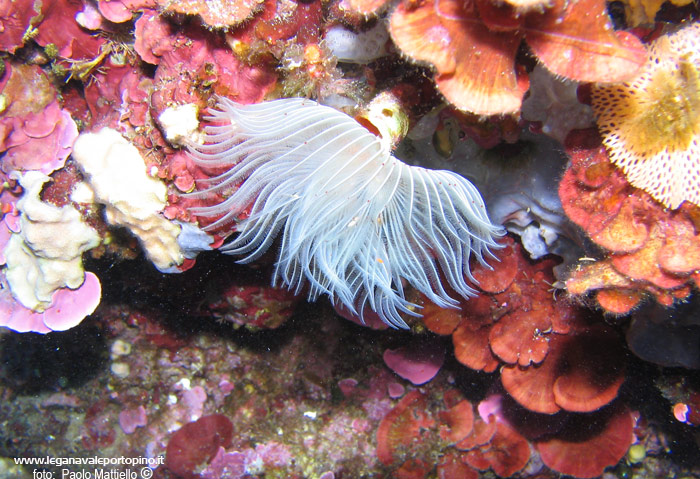 Porto Pino foto subacquee - 2005 - Verme policheta a ciuffo bianco o Protula (Protula sp.). Le lamine rosse sono alghe calcaree Peyssonnelia rubra