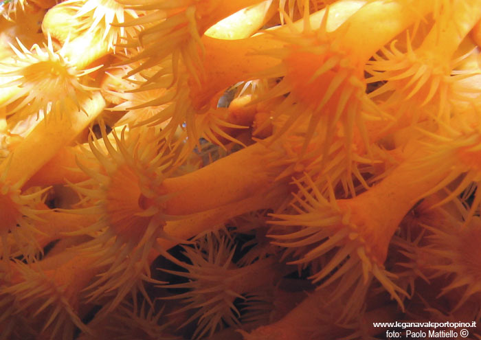 Porto Pino foto subacquee - 2005 - Margherite di mare (Parazoanthus axinellae), dettaglio - 1 cm l'una