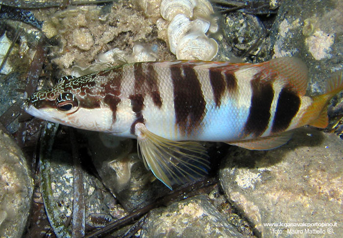 Porto Pino foto subacquee - 2005 - Sciarrano (Serranus scriba). Notare il magnifico ricamo sulla testa