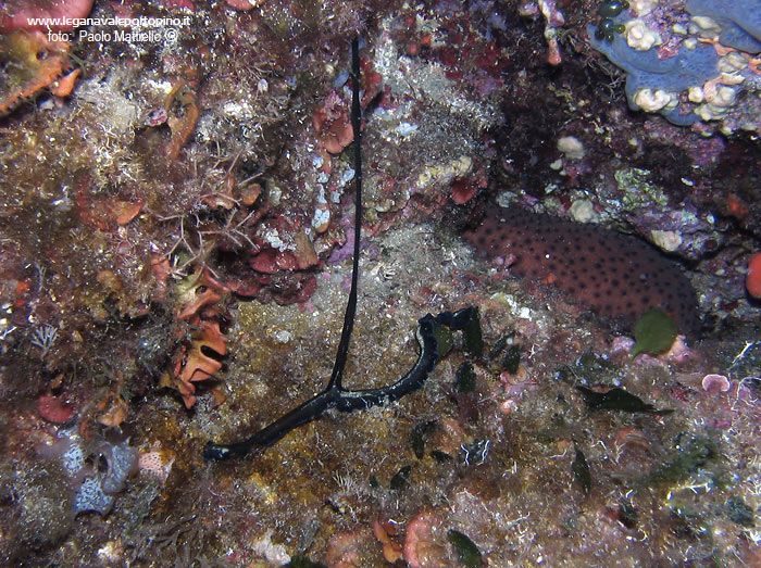 Porto Pino foto subacquee - 2005 - Proboscide a T del verme Bonellia (Bonellia viridis). A destra si nota un c..etriolo di mare (Holoturia tubulosa)
