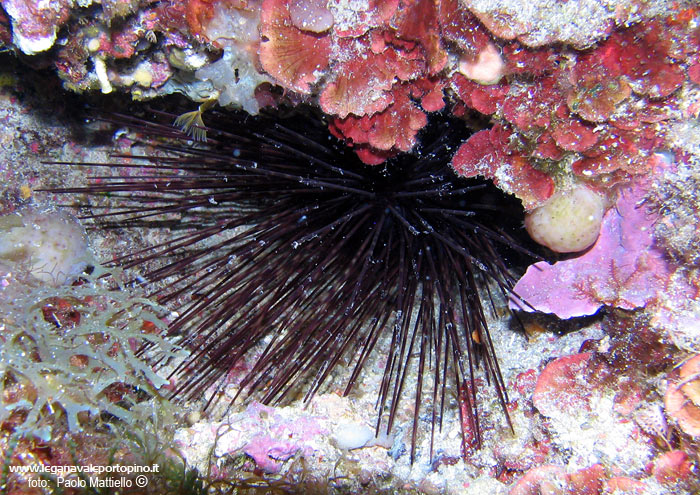 Porto Pino foto subacquee - 2005 - Riccio diadema, o corona, o a spine lunghe (Centrostephanus longispinus), 20 cm 