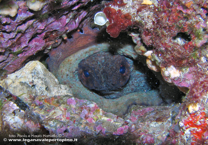 Porto Pino foto subacquee - 2006 - Polpo acciambellato in tana, dall'aspetto un po' ...alieno