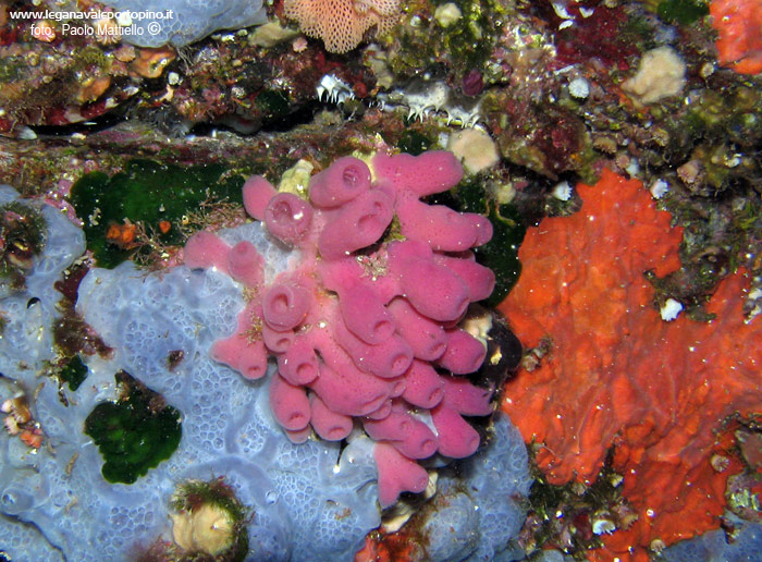 Porto Pino foto subacquee - 2005 - Spugne. Haliclona mediterranea (rosa) Anchinoe Azzurra (celeste), Spyrastella Cunctatrix (arancione)