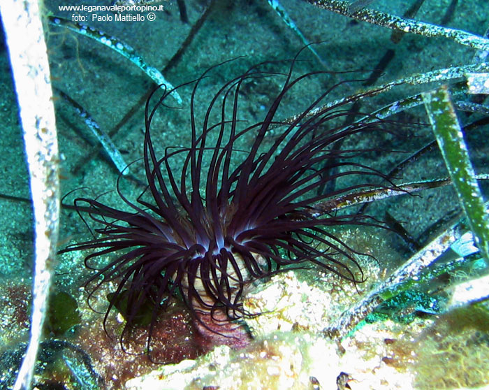 Porto Pino foto subacquee - 2005 - Cerianto - 30 cm circa (Cerianthus membranaceus)