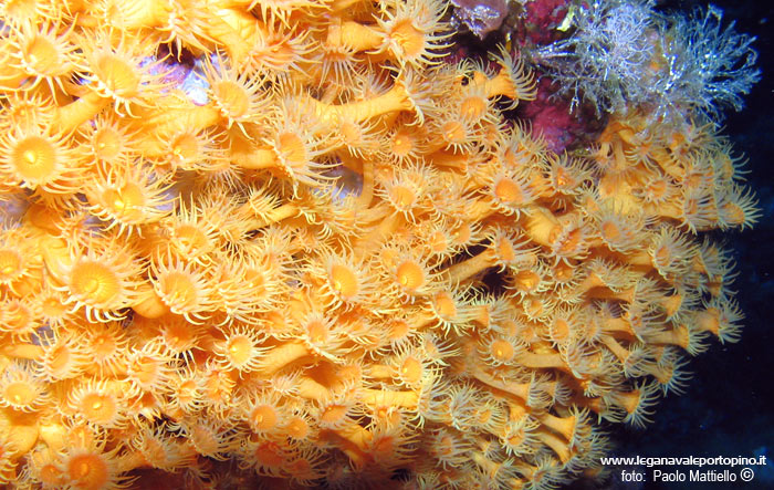 Porto Pino foto subacquee - 2005 - Magherite di mare(Parazonathus axinellae), Secca di Cala Piombo
