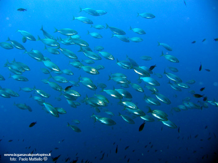 Porto Pino foto subacquee - 2005 - Branco di salpe in profondità (Sarpa salpa)