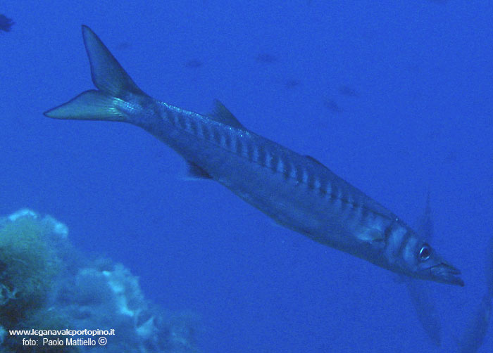 Porto Pino foto subacquee - 2005 - Bel barracuda del Mediterraneo (Sphyraena viridensis)