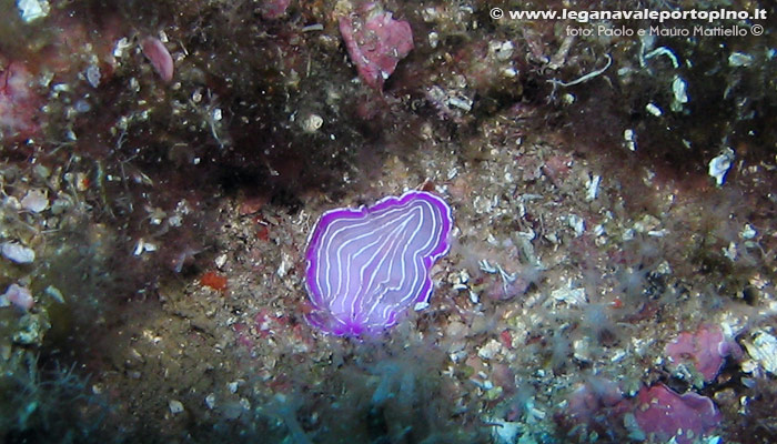 Porto Pino foto subacquee - 2006 - Verme platelminta rosa (Prostheceraeus giesbrecthii (roseus))