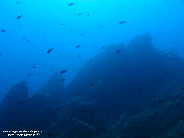 Porto Pino foto subacquee - 2005 - Profilo seghettato della parete di capo Teulada (lato Cala Galera), -30
