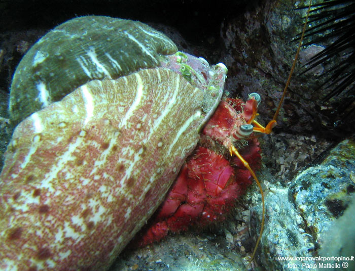 Porto Pino foto subacquee - 2005 - Paguro Bernardo l'eremita (Dardanus calidus), con 2 grosse attinie (chiuse) sulla conchiglia