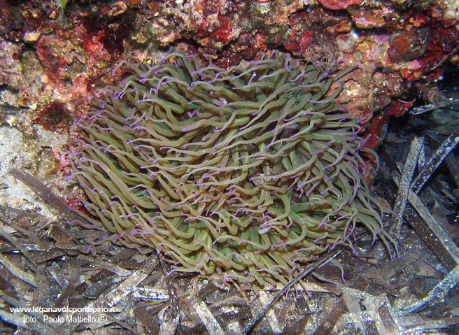 Porto Pino foto subacquee - 2005 - Grosso anemone di mare (Actinia viridis)