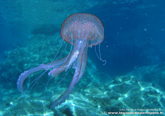 Porto Pino foto subacquee - 2006 - Medusa Vespa di mare (Pelagia noctiluca), comune e urticante