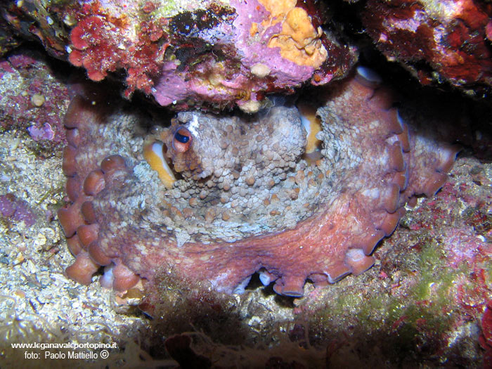 Porto Pino foto subacquee - 2005 - Polpo (Octopus vulgaris)