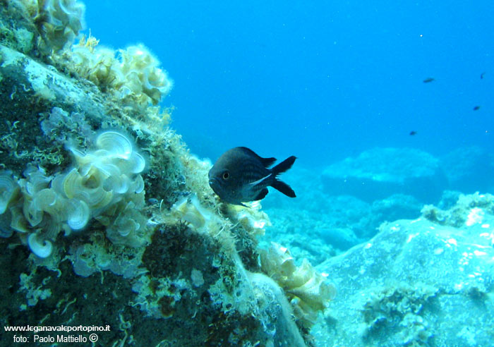 Porto Pino foto subacquee - 2005 - Castagnola (Chromis Chromis) in pochi metri d'acqua