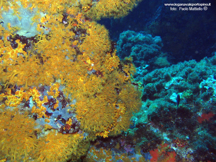 Porto Pino foto subacquee - 2005 - Margherite di mare (Parazoanthus axinellae) presso la Secca di Cala Piombo