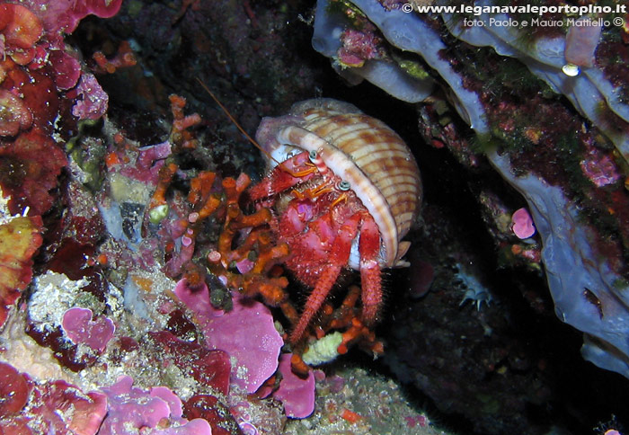 Porto Pino foto subacquee - 2006 - Paguro Bernardo l'eremita (Dardanus calidus) dentro conchiglia di Elmetto Granuloso (Phalium granulatum)