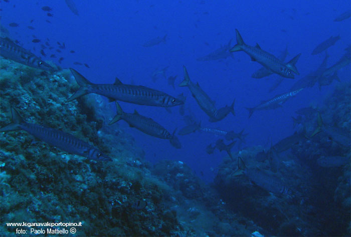 Porto Pino foto subacquee - 2005 - Branco di barracuda del Mediterraneo (Sphyraena viridensis)