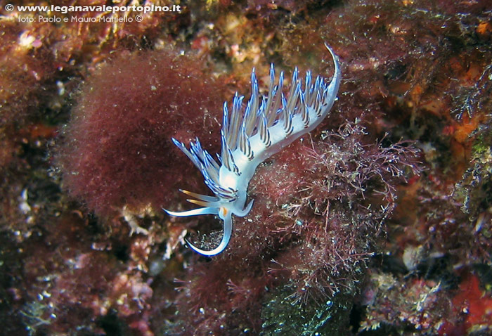 Porto Pino foto subacquee - 2006 - Nudibranco Cratena peregrina