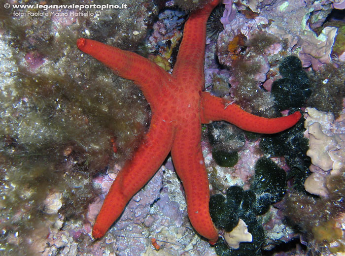 Porto Pino foto subacquee - 2006 - Stella arancio (Hacelia attenuata)