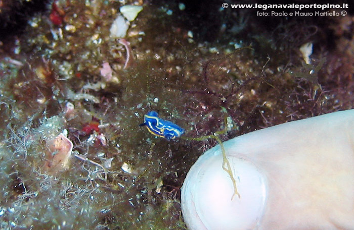 Porto Pino foto subacquee - 2006 - Minuscolo nudibranco doride tricolore (?)(Hypselodoris tricolor)