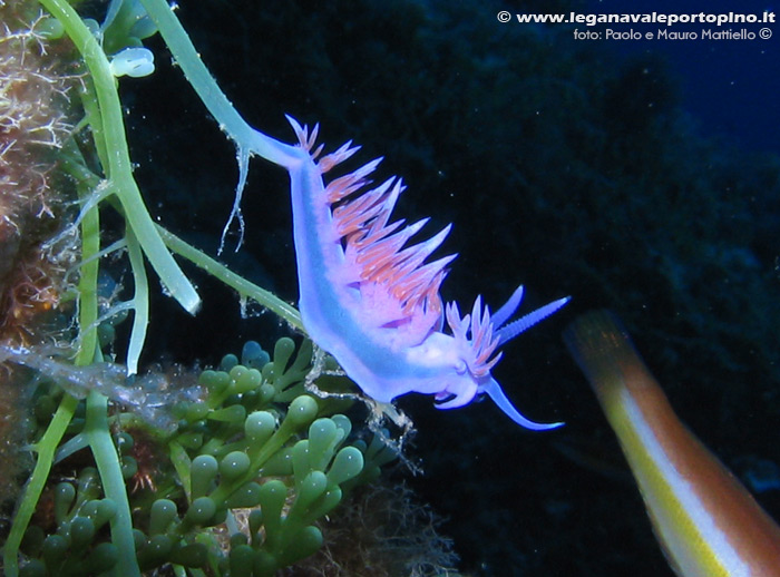 Porto Pino foto subacquee - 2006 - Nudibranco Flabellina affinis, Cala Galera (C.Teulada)