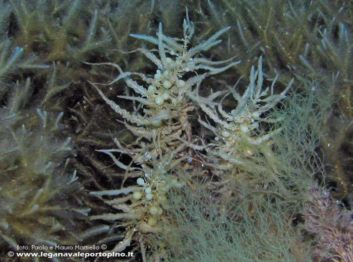 Porto Pino foto subacquee - 2006 - Isola del Toro, alga Sargasso comune (Sargassum vulgare)
