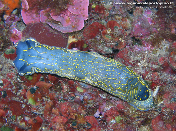 Porto Pino foto subacquee - 2006 - Nudibranco Hypselodoris picta, 10 cm