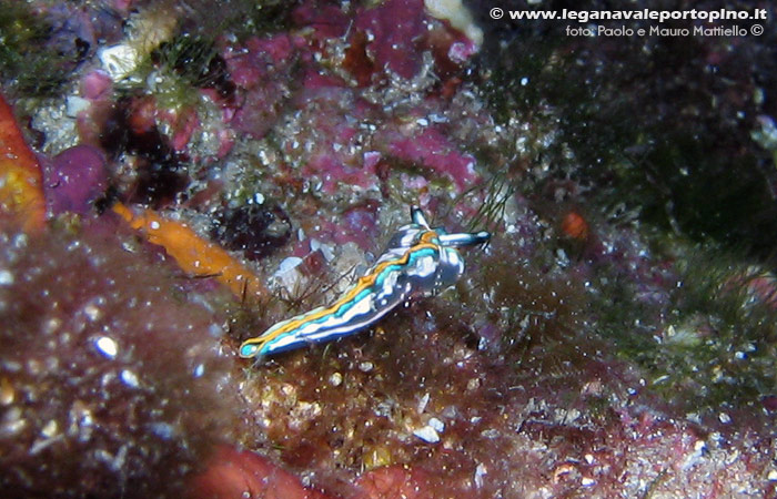 Porto Pino foto subacquee - 2006 - Mollusco Thuridilla hopei (?)