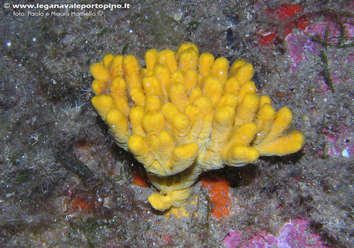 Porto Pino foto subacquee - 2006 - Spugna Axinella verrucosa